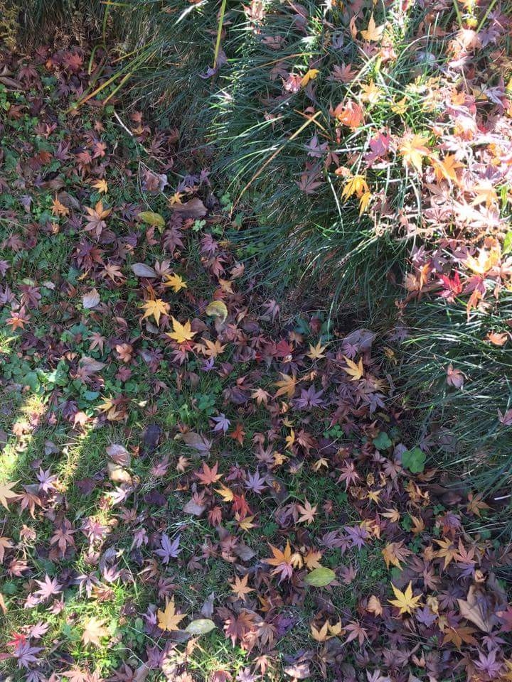 #autumn #leaves #fall#path