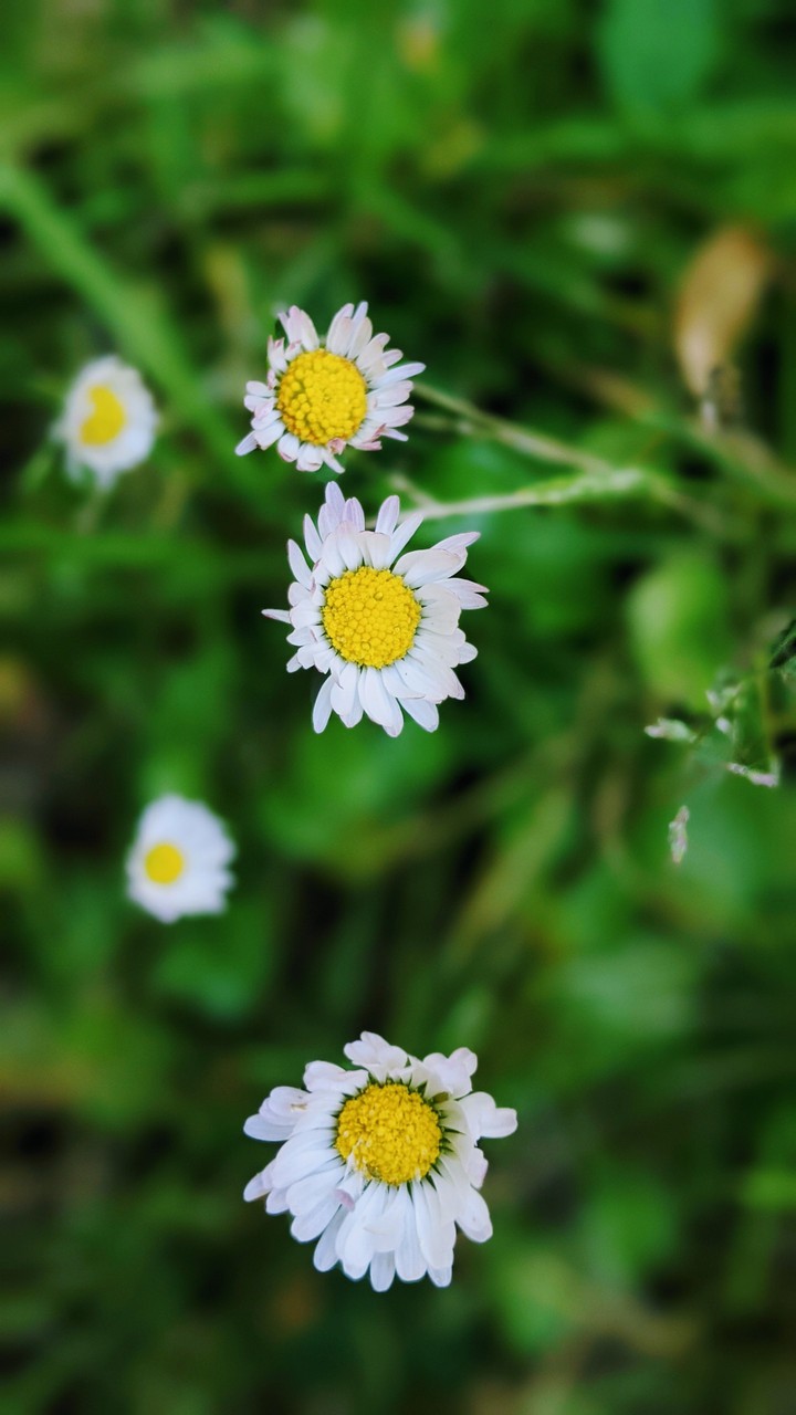 Australian common Daisy