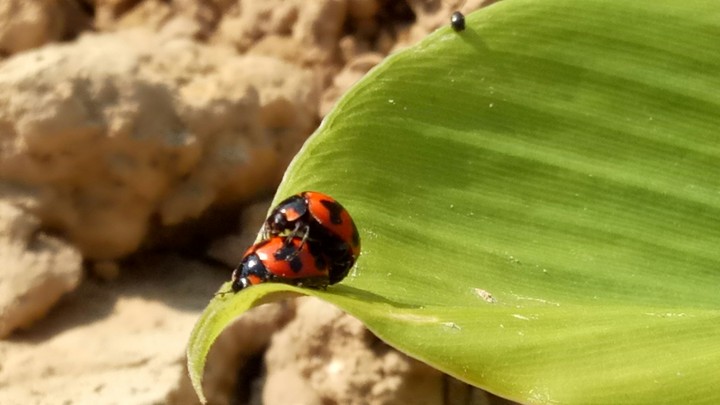 mating