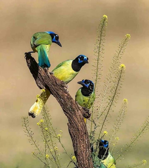 Bird's