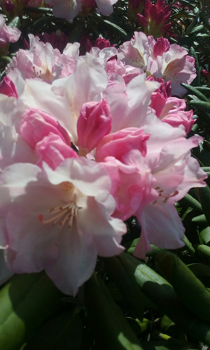 first blooms