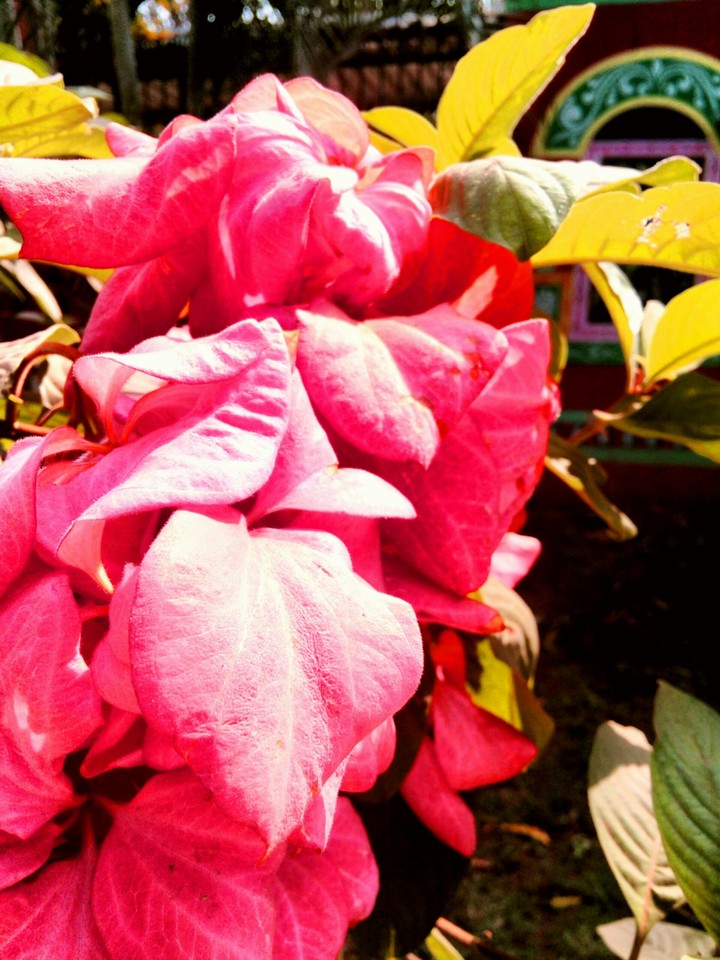 flower beeem