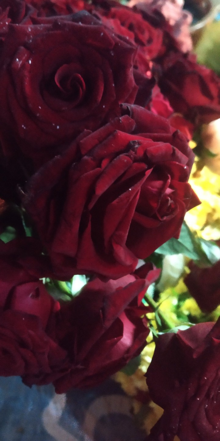 love red rose