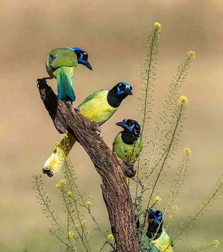 Bird's