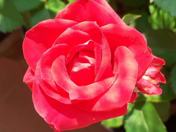piccola rosa