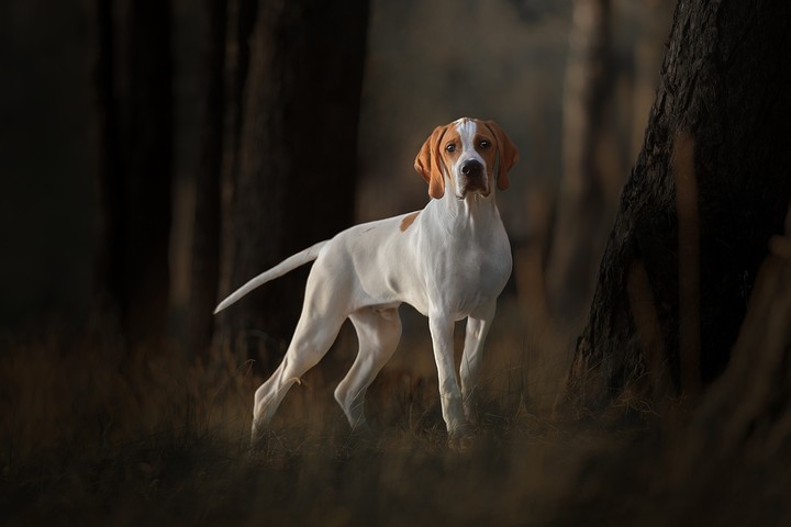 dog