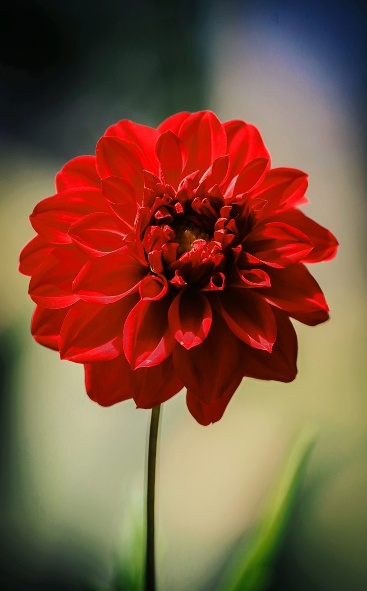 dahlia flower