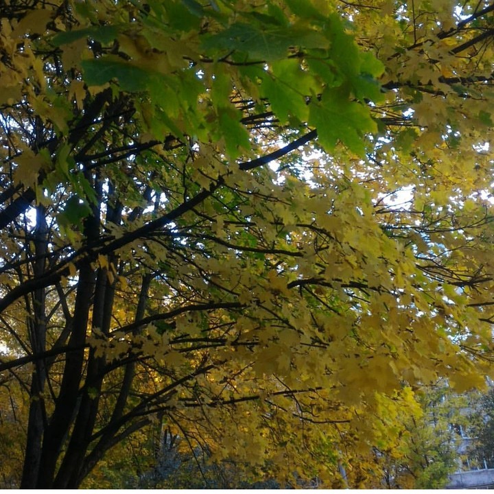 autumn