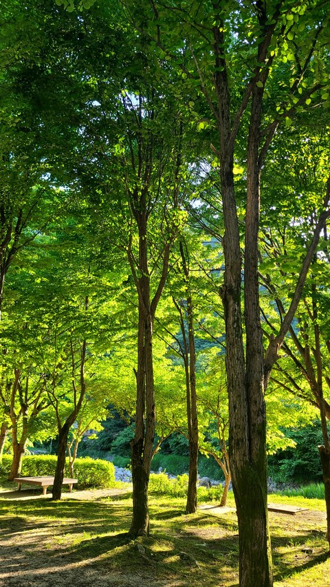 trunk, green háttérképek