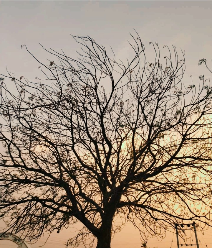 tree
