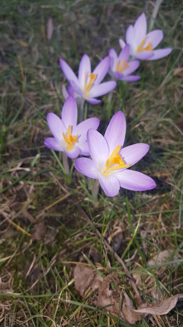 Violet flowers