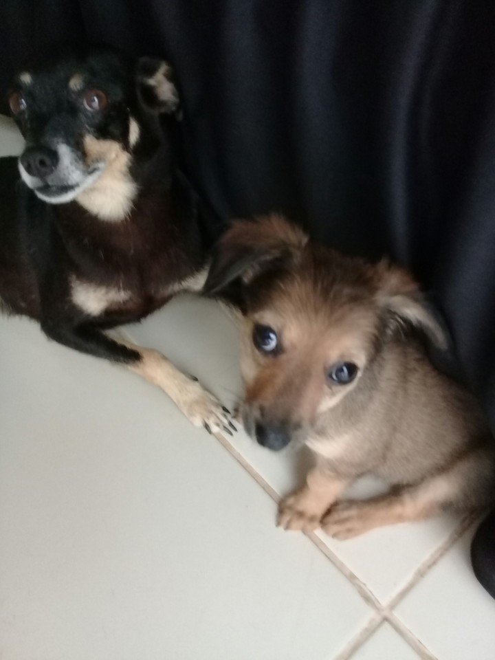 meus