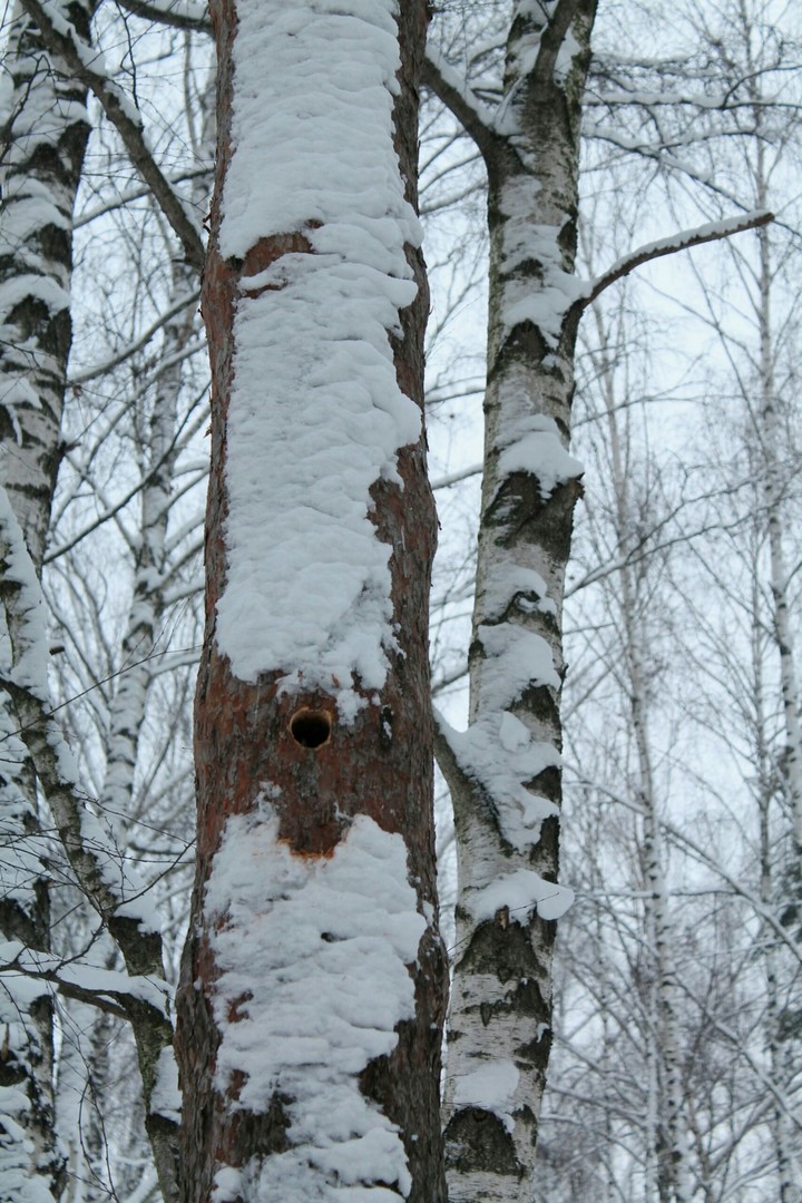 hollow