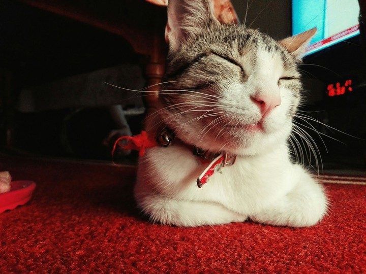 miaw de imad