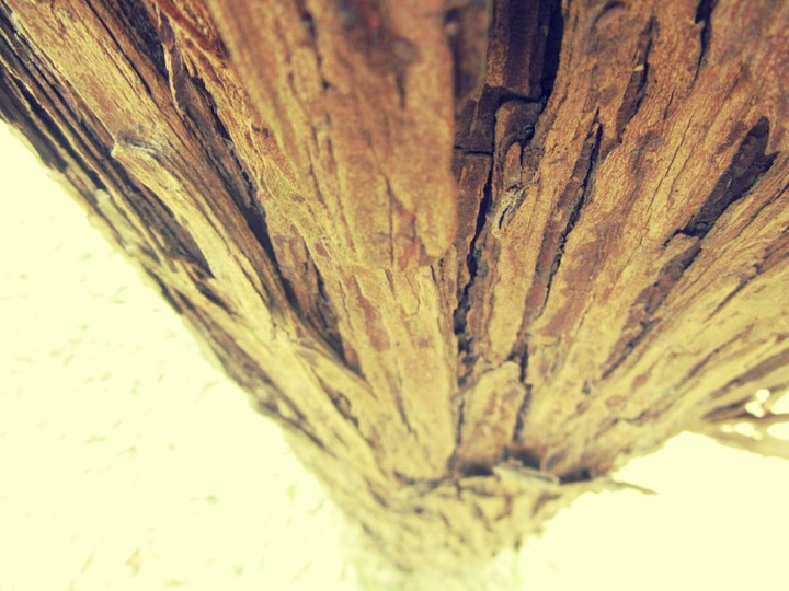 kanpur zoo shot by priyesh