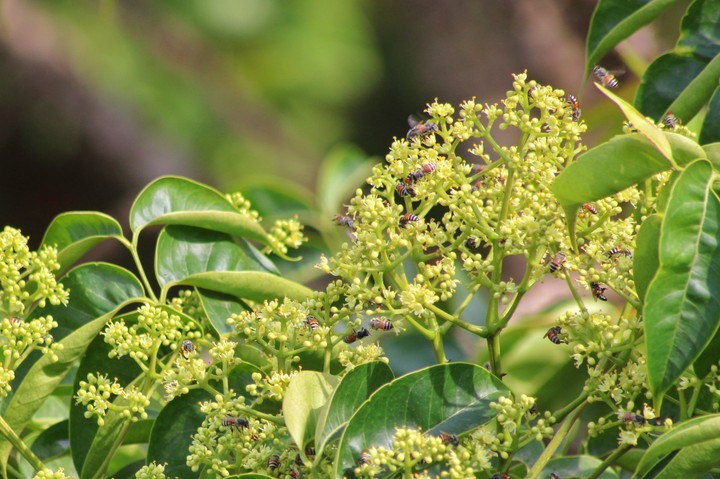 small flowers