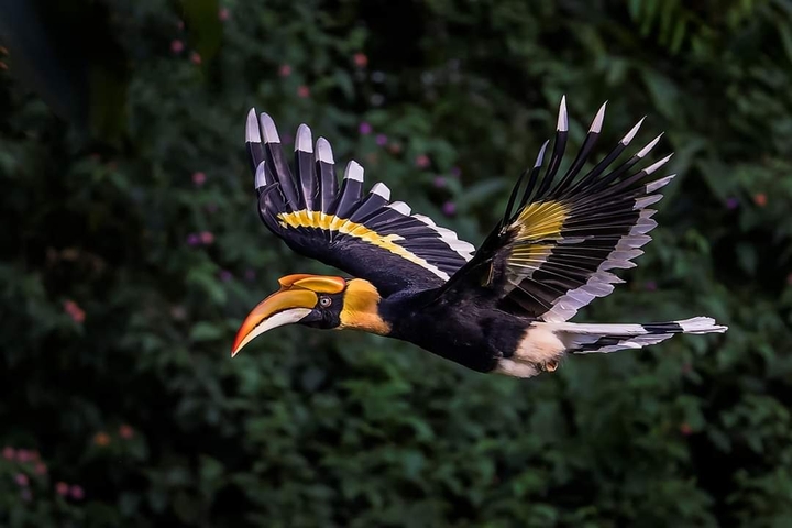 bird