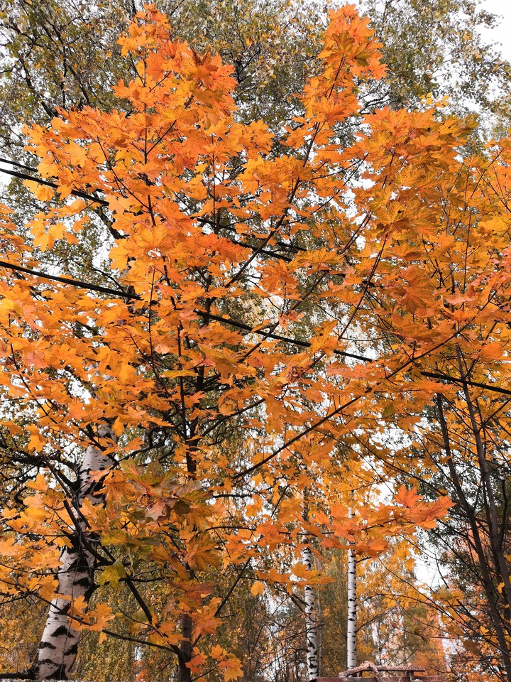 yellow tree