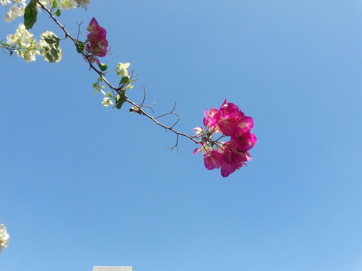 flowers