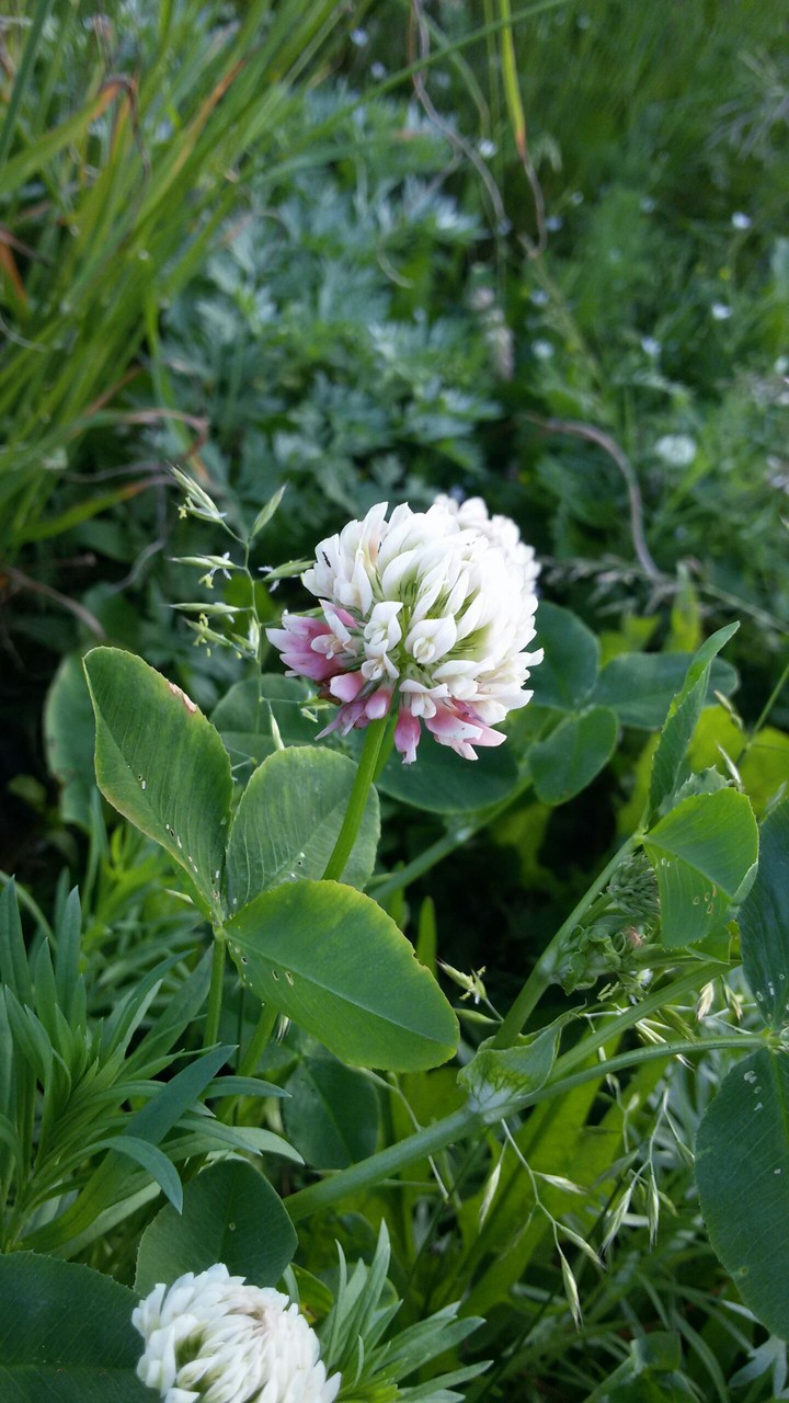 Cure Flower...