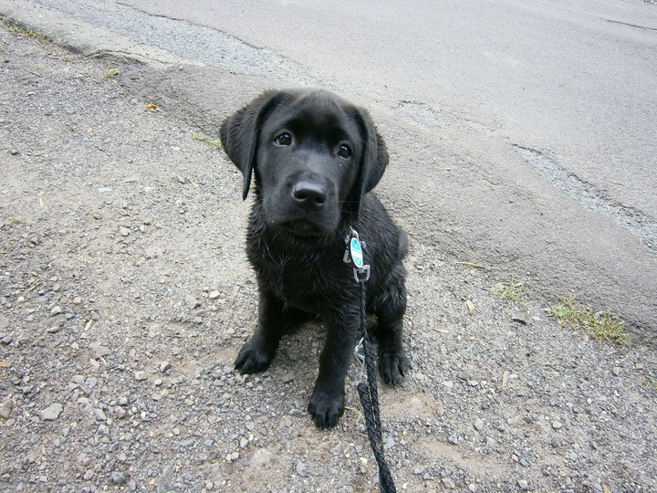 Labrador Retriever Welpe