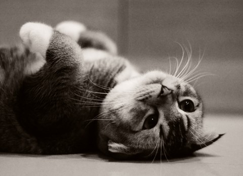 The Kitten