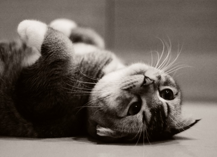 The Kitten
