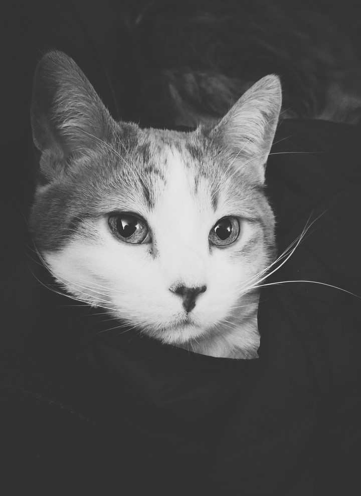 cat in a blanket