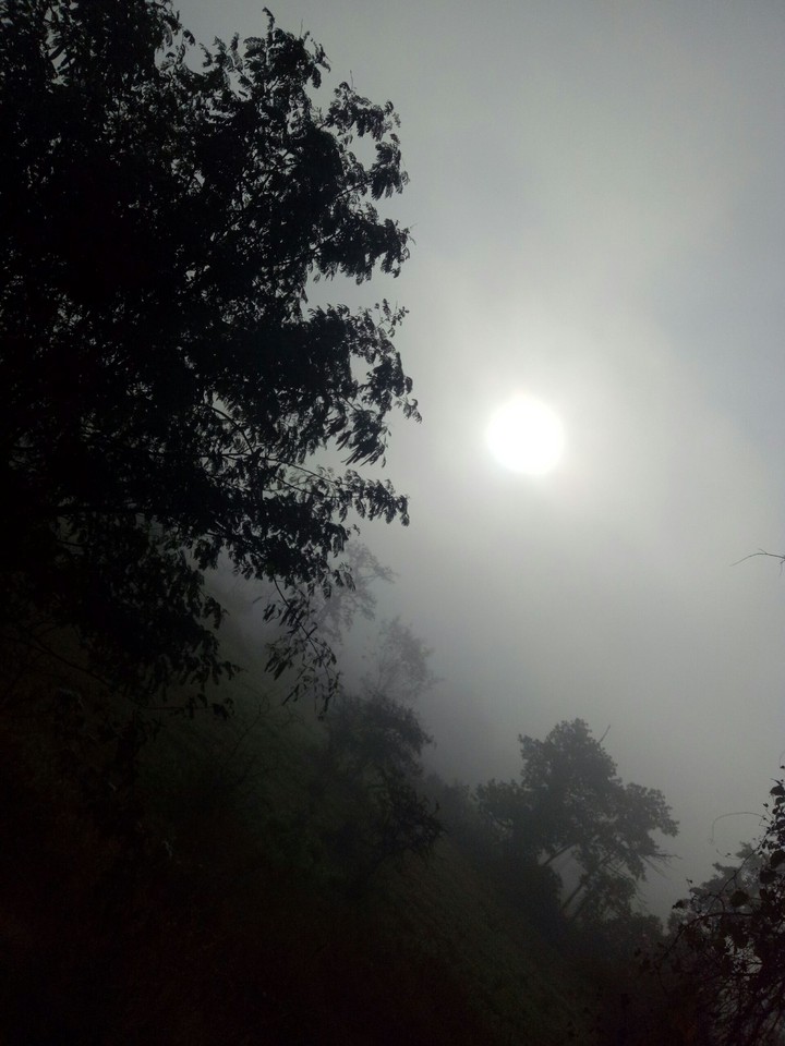Foggy Morning