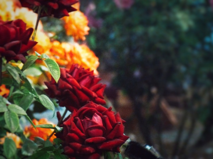 Roses