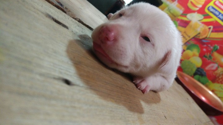 the puppy