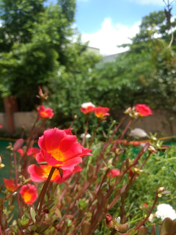 Flower