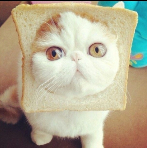 Котик
