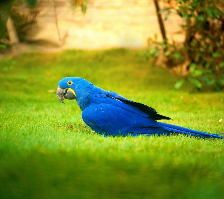 Parrot