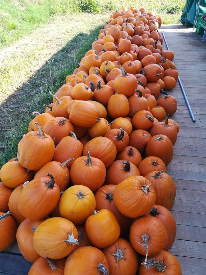 Pumkins