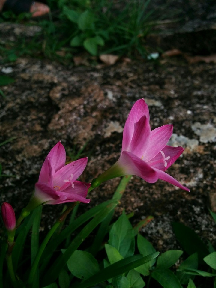 beauty of nature