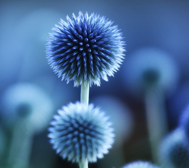 Blue flowers