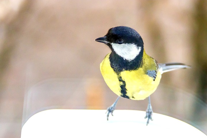 titmouse
