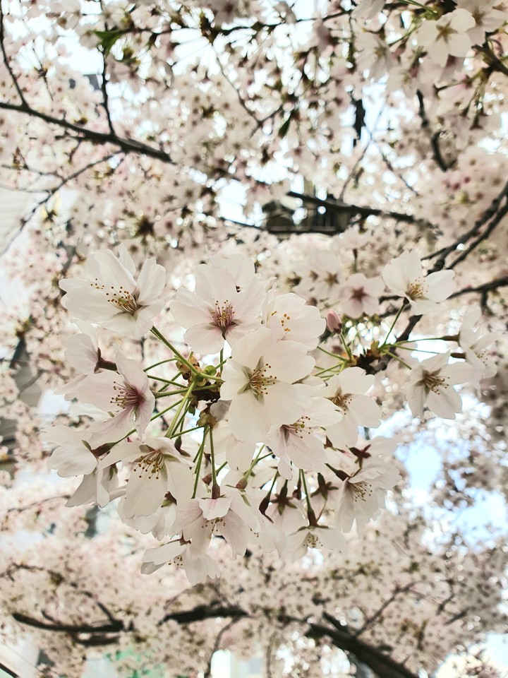 벚꽃엔딩