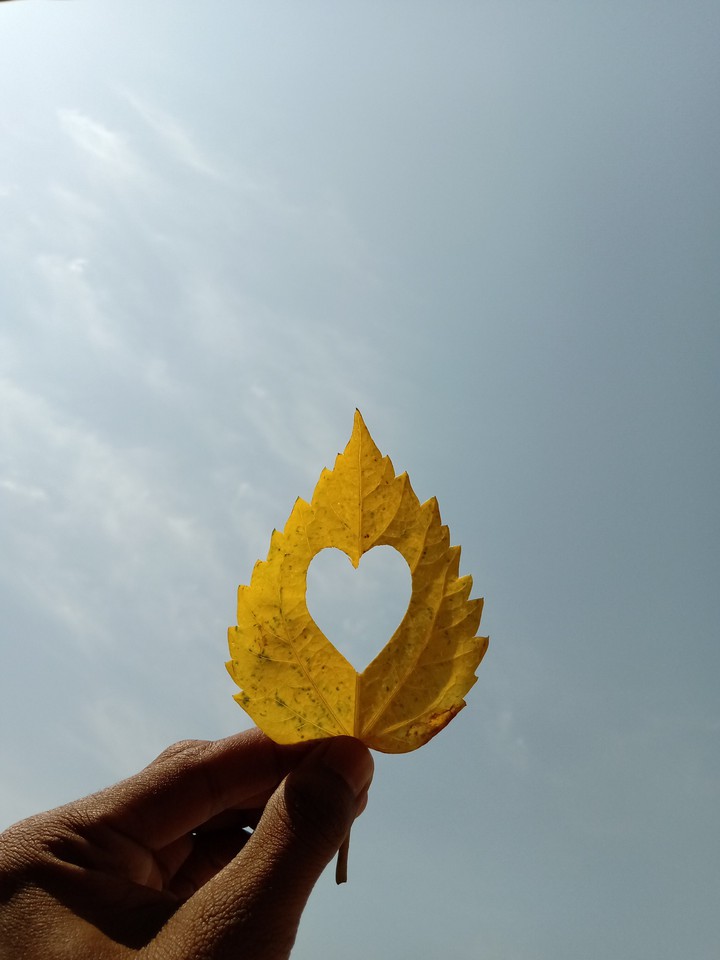 leaf