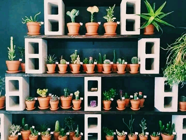 i love cactus
