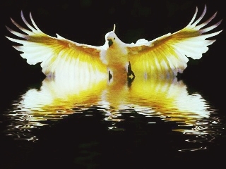 I Miss this Bird. Fransisco the Cackatoo!