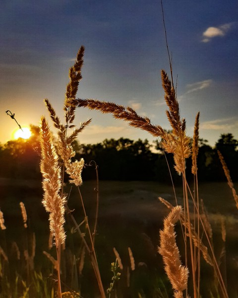 field