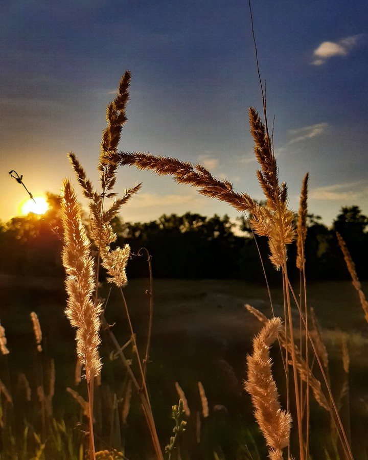 field
