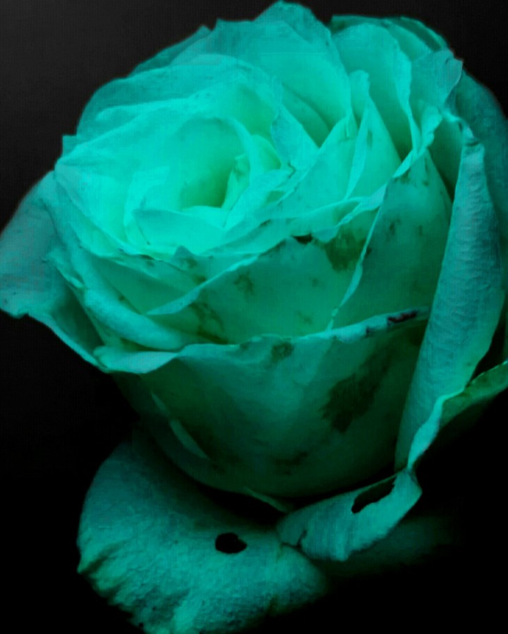 Blue rose