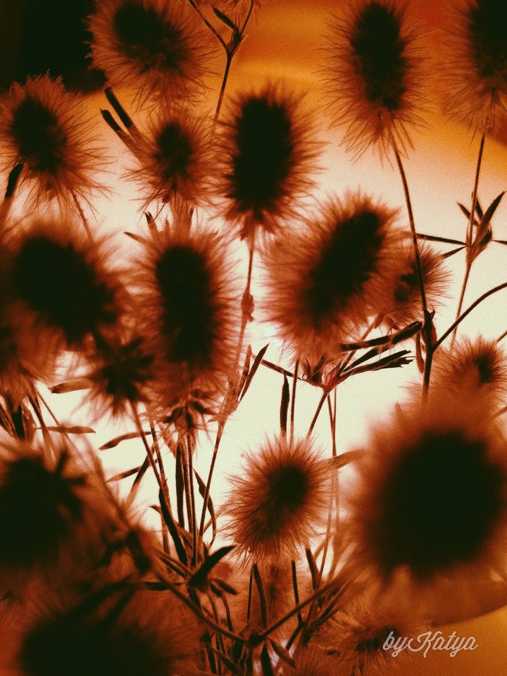 Fuzzies:)