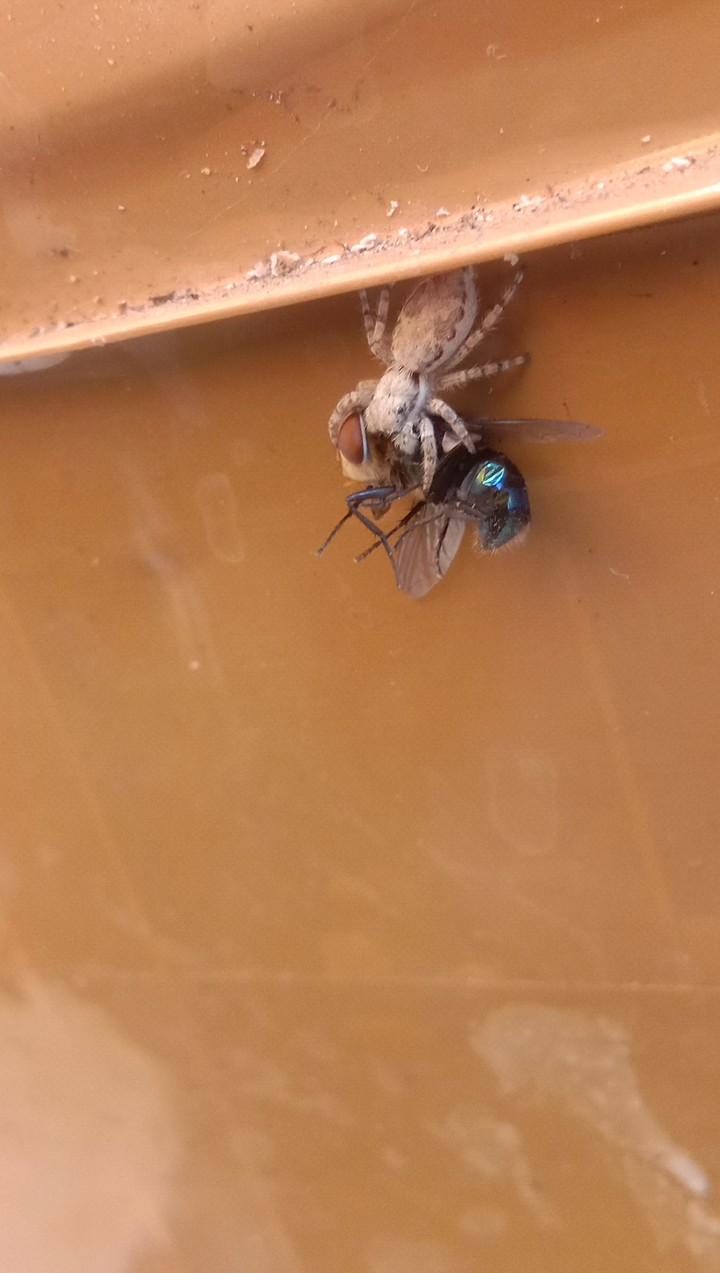 killer spider