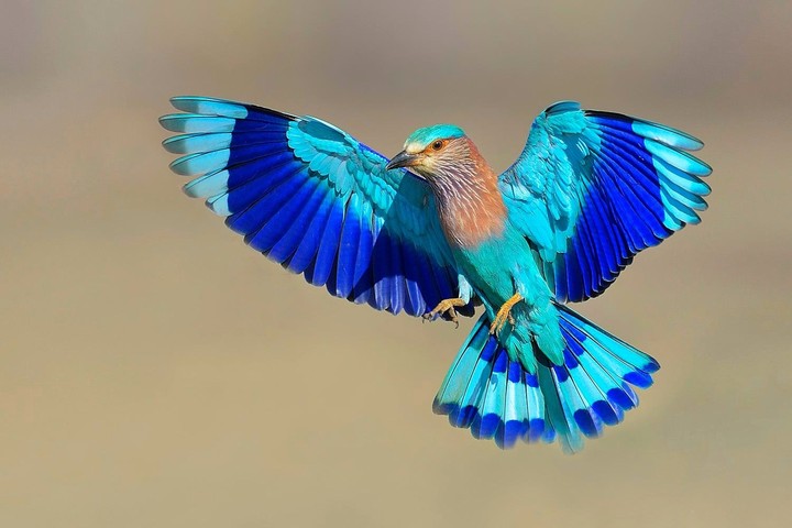 Bird 