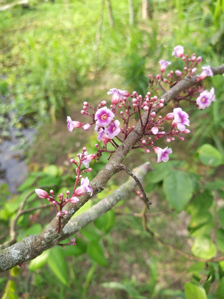 hoa khế