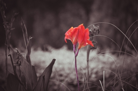 flower